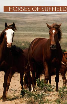 Horses of Suffield