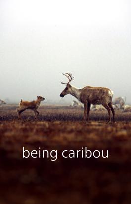 Being Caribou