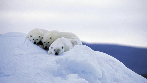 Les seigneurs de l'Arctique
