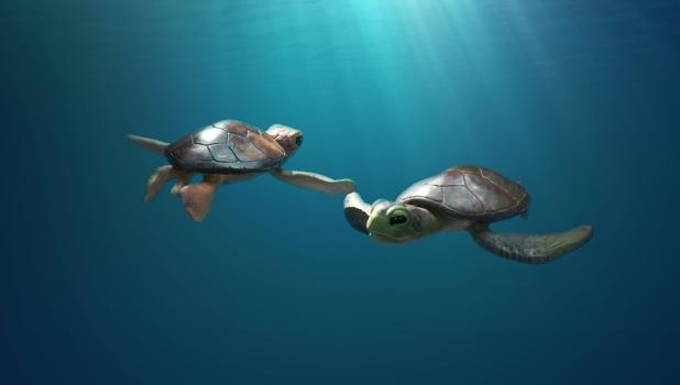 A Sea Turtle Story