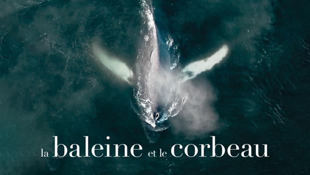 La baleine et le corbeau
