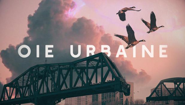 Oie urbaine